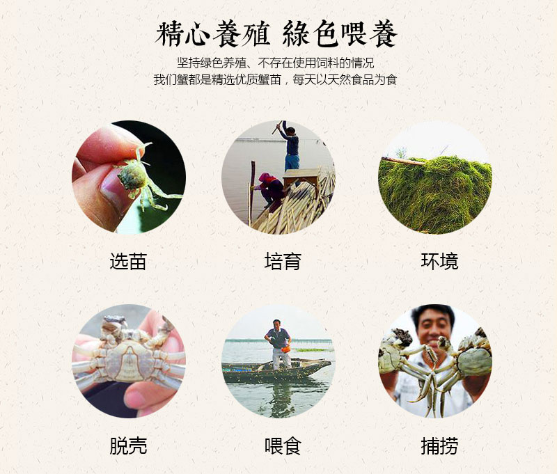 澄沁大閘蟹-精心喂養，綠色養殖
